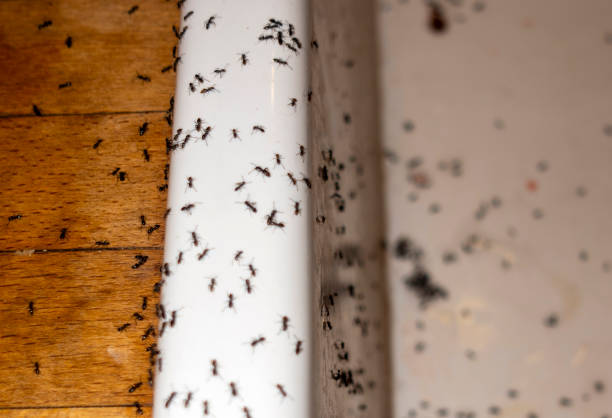 Best Affordable Pest Control Services  in Union City, IN