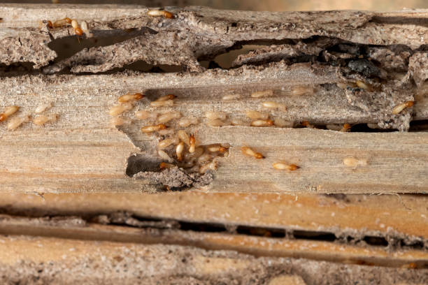 Best Wildlife Control Services  in Union City, IN